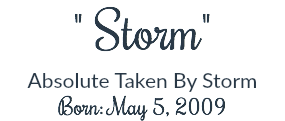 " Storm"
Absolute Taken By Storm Born: May 5, 2009
