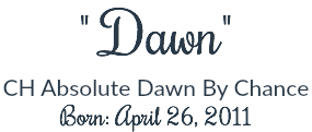 " Dawn"
CH Absolute Dawn By Chance Born: April 26, 2011
